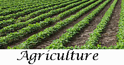 Agriculture