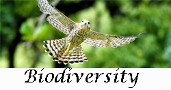 Biodiversity