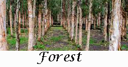 Forests